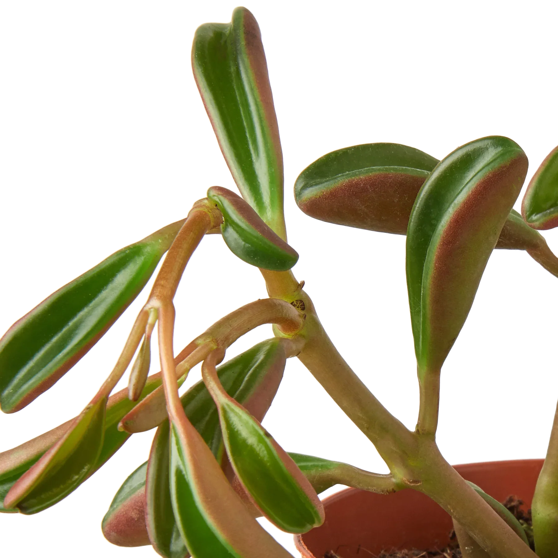 Peperomia 'Ruby Glow'