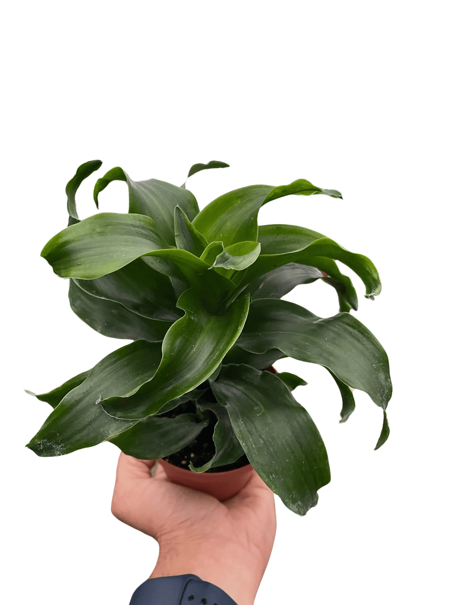 Dracaena 'Twister'