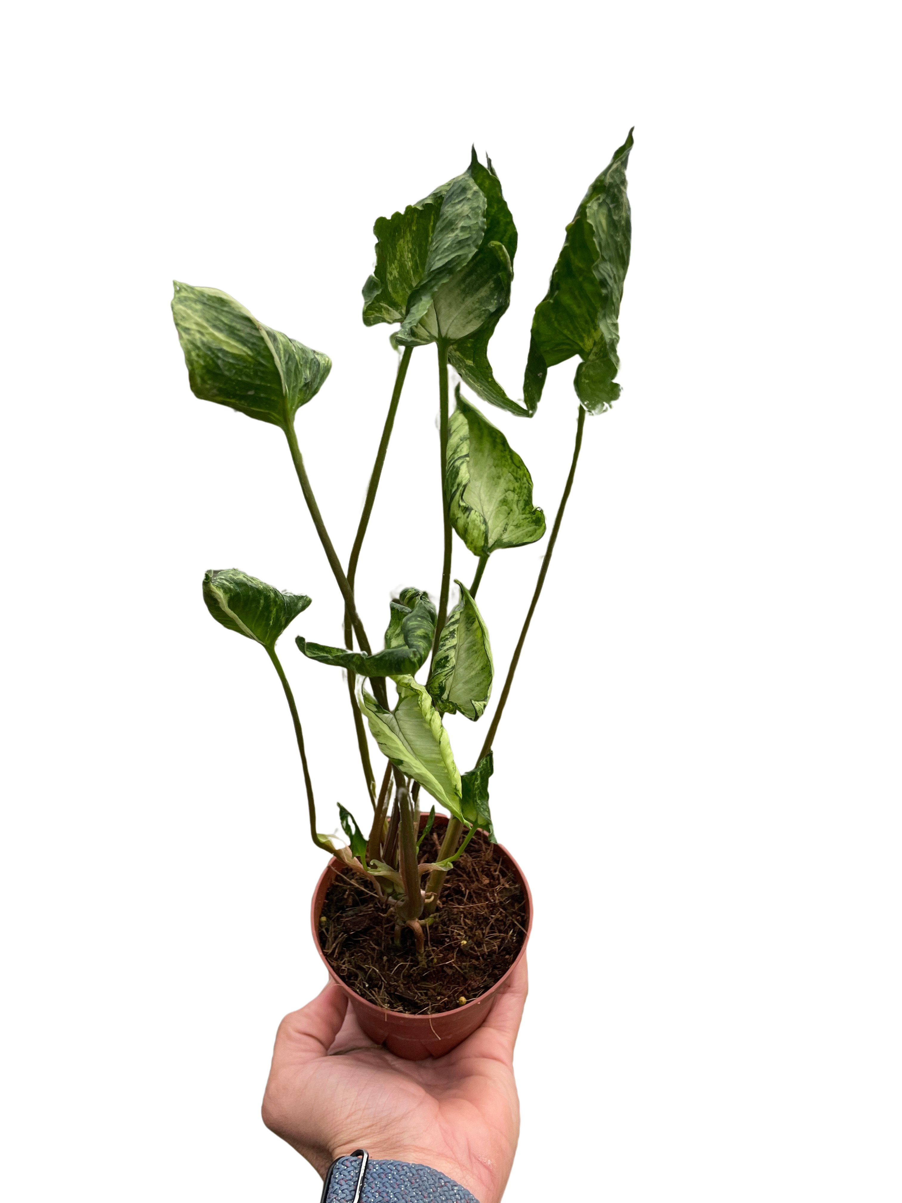 Syngonium 'Godzilla'