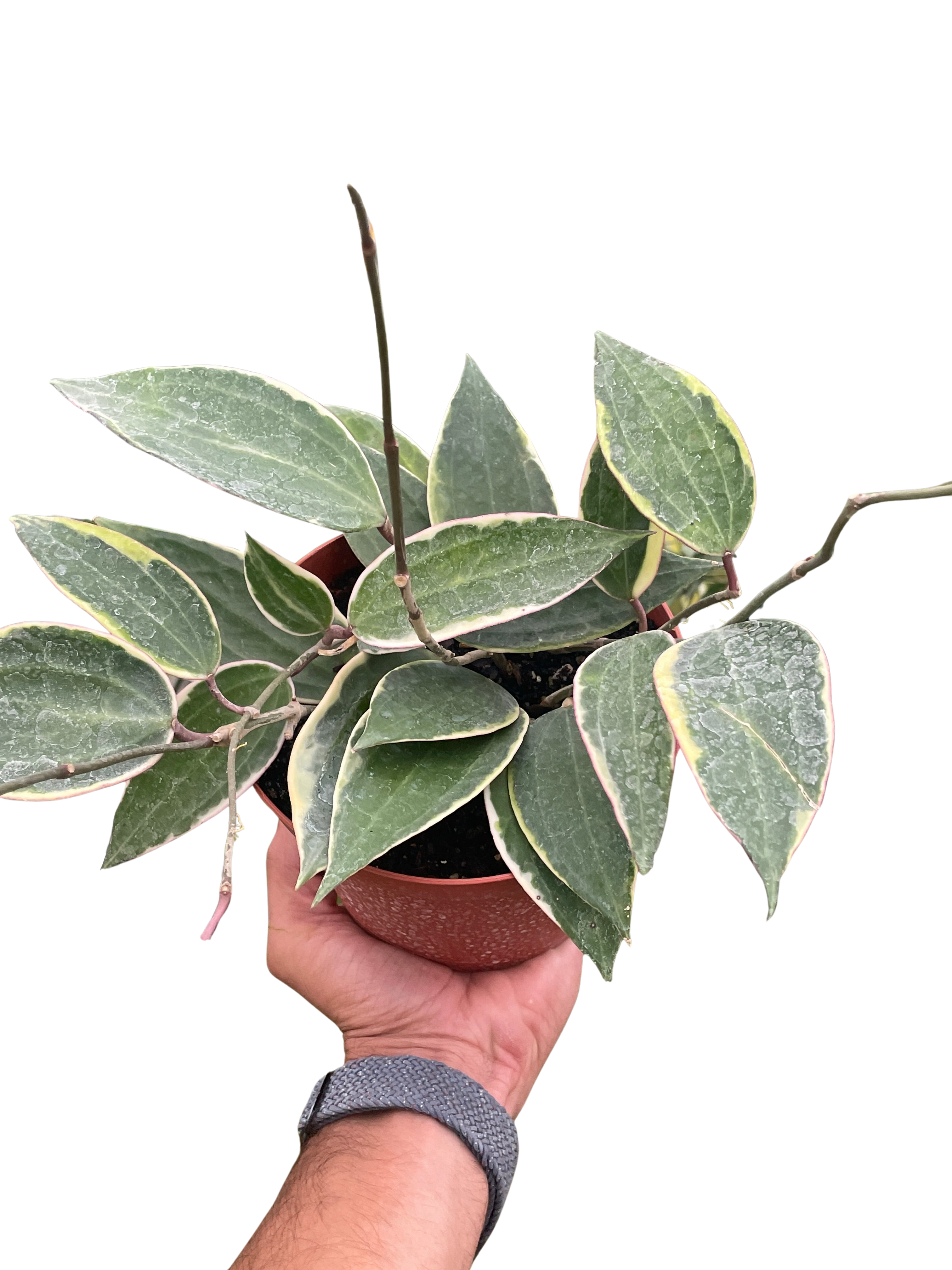 Hoya Macrophylla Variegated