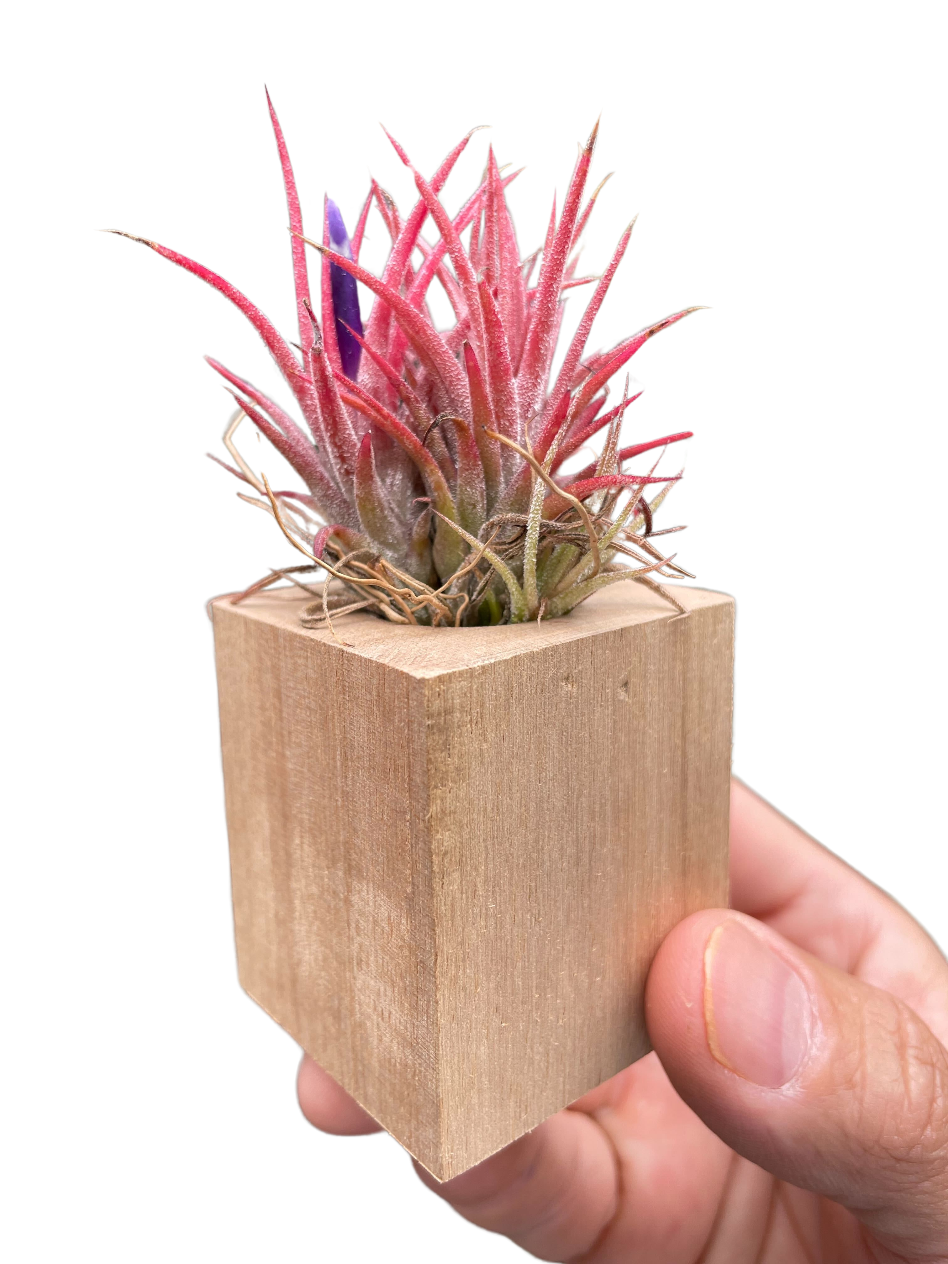 Tillandsia Air Plant Ionantha in Magnetic Wood Planter