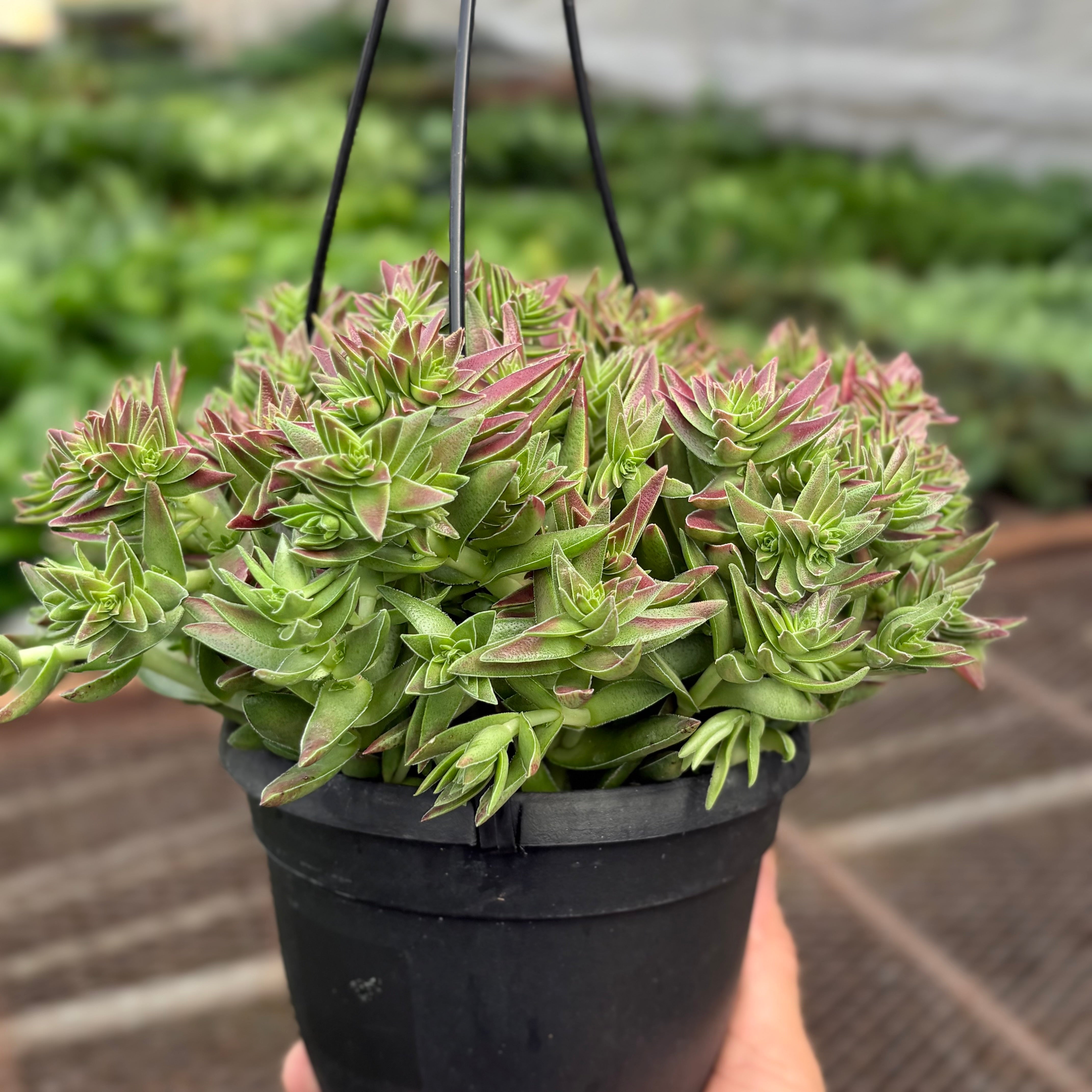 Succulent Crassula Capitella Red