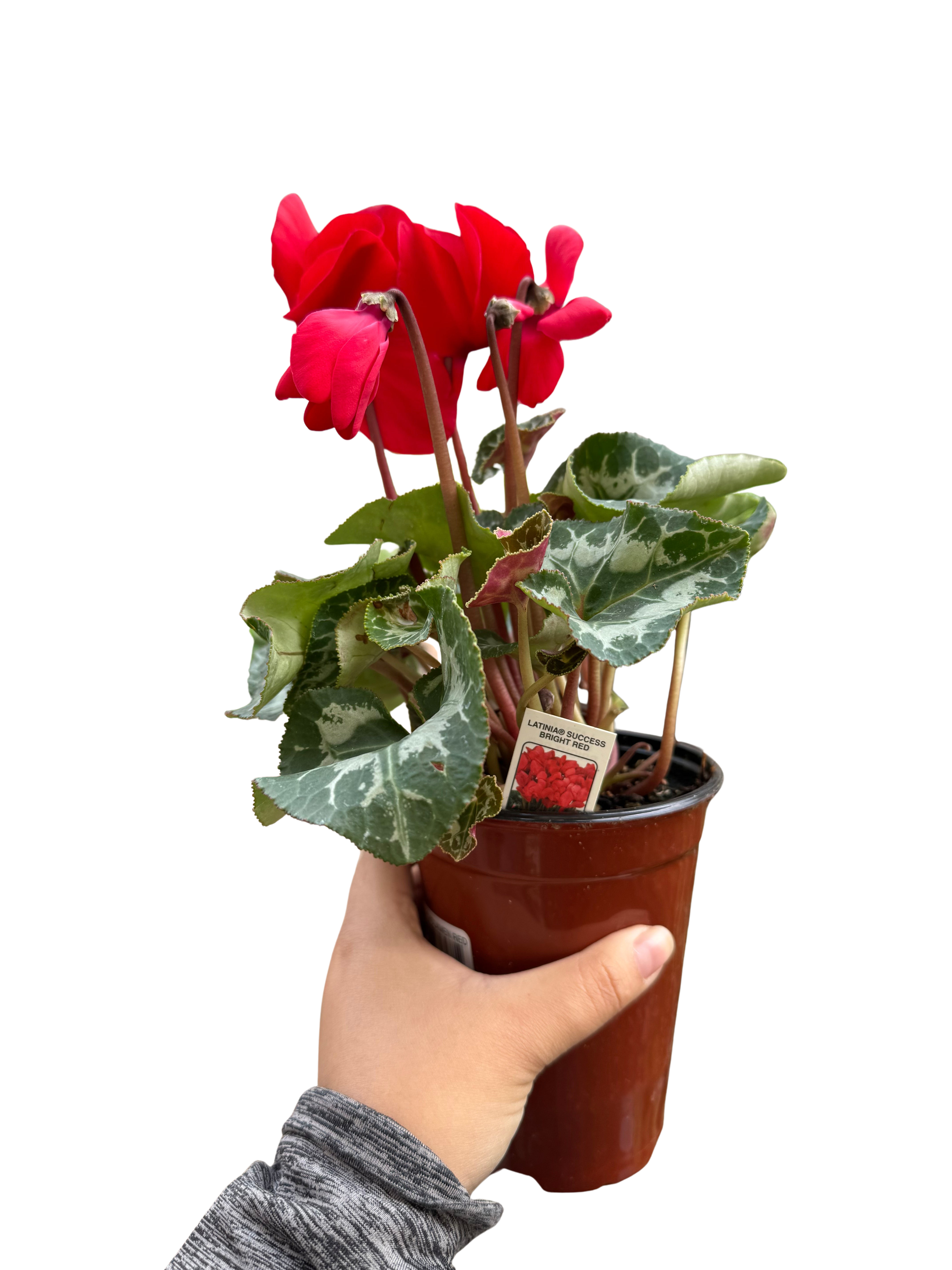 Cyclamen 'Red'