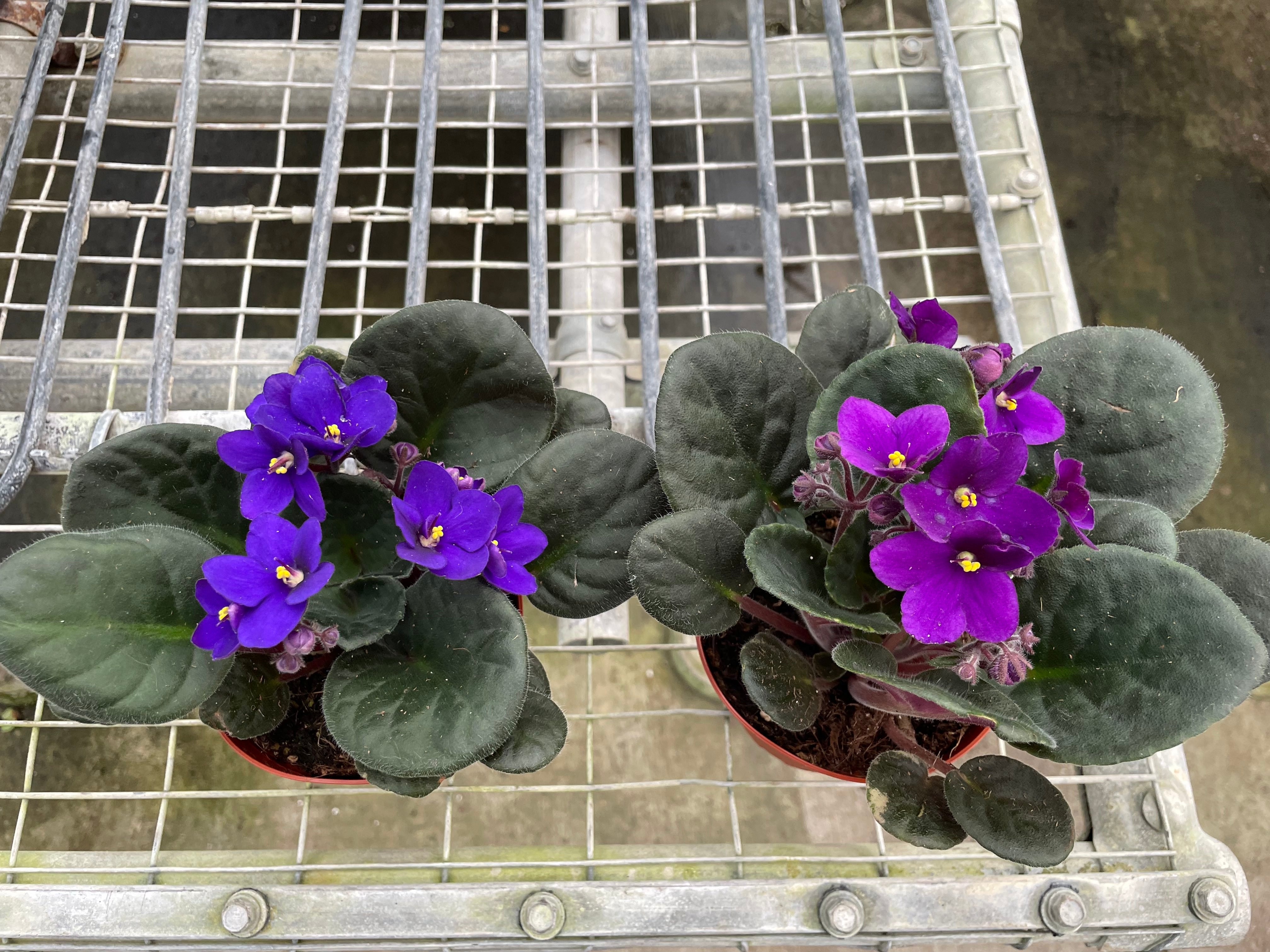 Cat-Friendly Plants