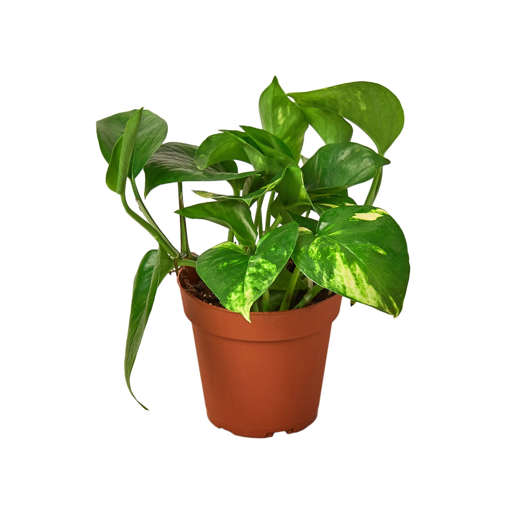 Trellis Plants