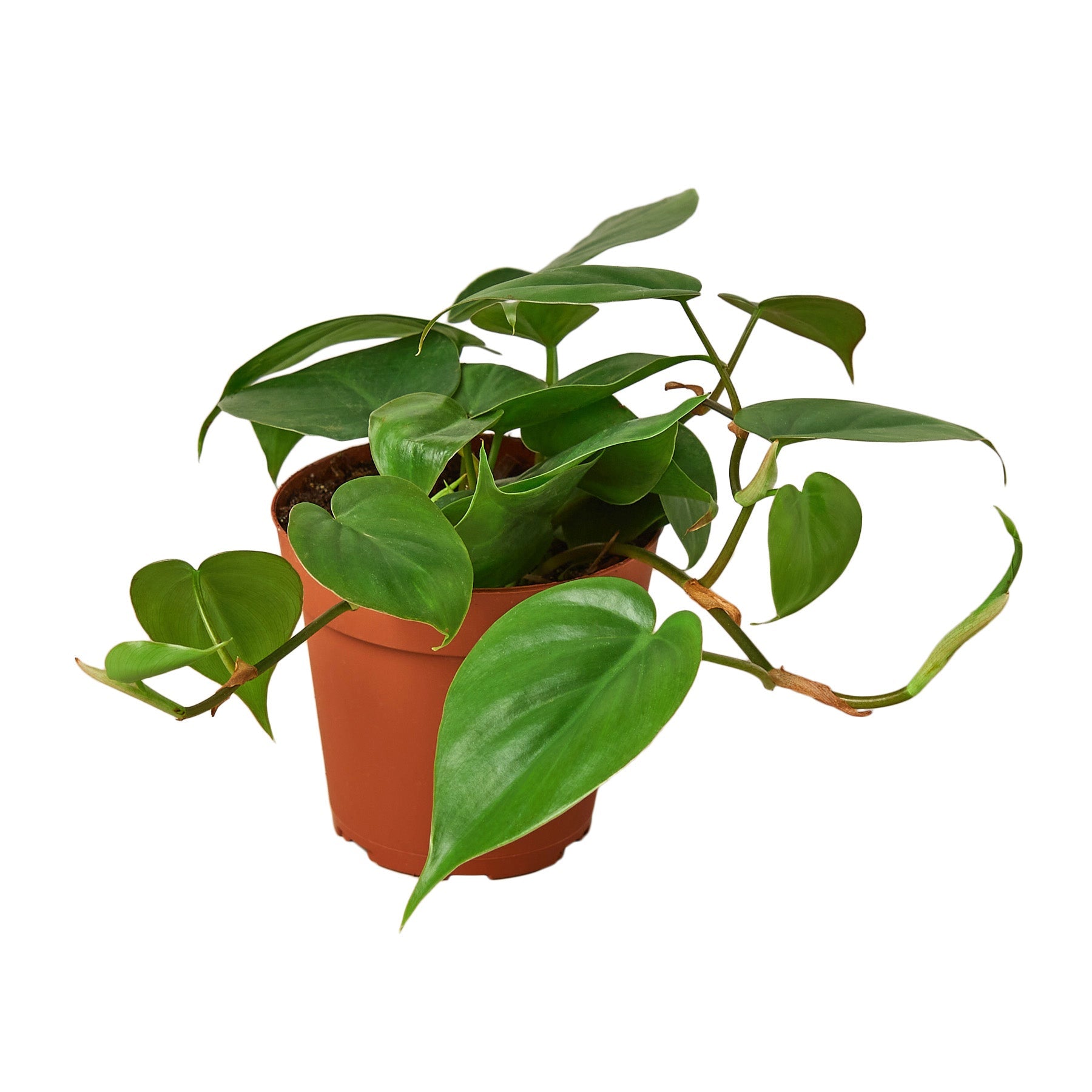 Can't-Kill Plants